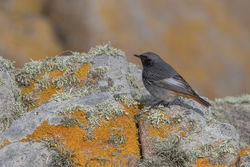 Black Redstart photographed at Select location on 5/4/2018. Photo: © Rod Ferbrache
