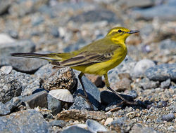 Yellow Wagtail photographed at Fort Le Crocq [FLC] on 19/4/2018. Photo: © Mike Cunningham