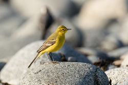 Yellow Wagtail photographed at Chouet [CHO] on 20/4/2018. Photo: © Rod Ferbrache