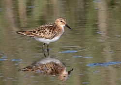 Little Stint photographed at Claire Mare [CLA] on 2/8/2018. Photo: © Anthony Loaring