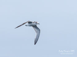 Little Gull photographed at Pelagic [PEL] on 9/9/2018. Photo: © Andy Marquis