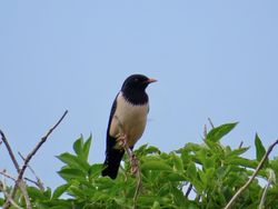 Rose-coloured Starling photographed at Giffoine on 28/5/2018. Photo: © Mark Guppy