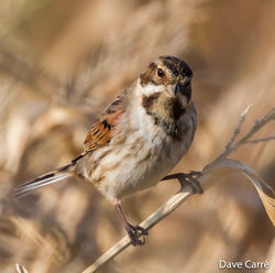 Reed Bunting photographed at Pleinmont [PLE] on 14/11/2018. Photo: © Dave Carre