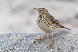 Meadow Pipit photographed at Jaonneuse [JAO] on 25/1/2019. Photo: © Rod Ferbrache