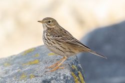 Meadow Pipit photographed at Jaonneuse [JAO] on 28/1/2019. Photo: © Rod Ferbrache