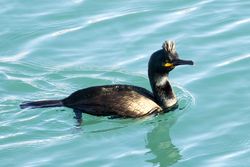 Shag photographed at Town Harbour [TOW] on 3/2/2019. Photo: © Tim Maclure