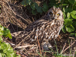 Short-eared Owl photographed at Mt. Herault [MHE] on 24/2/2019. Photo: © Dave Carre