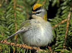 Firecrest photographed at St Peter Port [SPP] on 25/2/2019. Photo: © Mike Cunningham