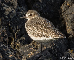 Grey Plover photographed at Pleinmont [PLE] on 4/3/2019. Photo: © Dave Carre