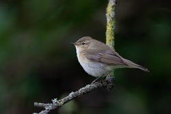 Chiffchaff photographed at Rue des Bergers [BER] on 20/3/2019. Photo: © Rod Ferbrache