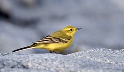 Yellow Wagtail photographed at Fort Le Crocq [FLC] on 7/4/2019. Photo: © Adrian Bott