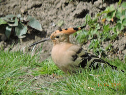 Hoopoe photographed at La Villette on 14/4/2019. Photo: © Dave Marquand