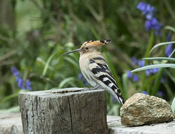 Hoopoe photographed at La Villette on 14/4/2019. Photo: © Mike Cunningham