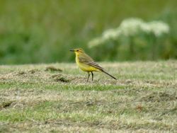 Yellow Wagtail photographed at Tourgis Hill on 26/4/2019. Photo: © Wayne Turner
