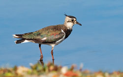 Lapwing photographed at Claire Mare [CLA] on 12/7/2019. Photo: © Anthony Loaring