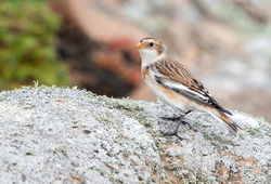 Snow Bunting photographed at Grandes Rocques [GRO] on 5/10/2019. Photo: © Anthony Loaring