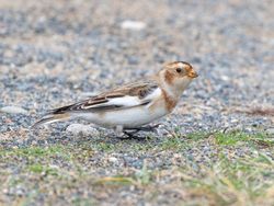 Snow Bunting photographed at Pembroke [PEM] on 25/10/2019. Photo: © Rod Ferbrache
