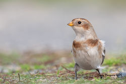 Snow Bunting photographed at L'Ancresse [LAN] on 26/10/2019. Photo: © Andy Marquis