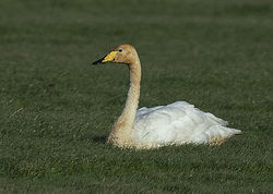 Whooper Swan photographed at Colin Best NR [CNR] on 15/12/2019. Photo: © Mike Cunningham