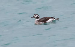 Long-tailed Duck photographed at Grandes Rocques [GRO] on 12/2/2020. Photo: © Anthony Loaring