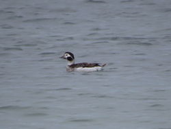 Long-tailed Duck photographed at Rocque Poisson [ROQ] on 8/4/2020. Photo: © Mark Guppy