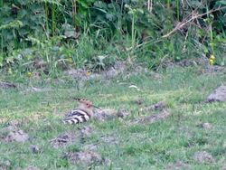 Hoopoe photographed at Torteval [TOR] on 16/4/2020. Photo: © Mark Guppy
