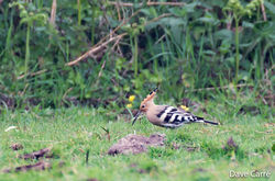 Hoopoe photographed at la Rue des Mare on 16/4/2020. Photo: © Dave Carre