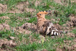 Hoopoe photographed at Rue des Lauren, T on 20/4/2020. Photo: © Anthony Loaring