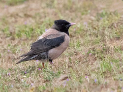 Rose-coloured Starling photographed at Jaonneuse [JAO] on 10/6/2020. Photo: © Anthony Loaring
