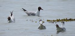 Black-headed Gull photographed at Lâ€™eree on 27/6/2020. Photo: © Sue De Mouilpied