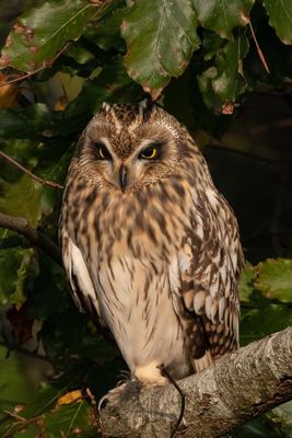 Short-eared Owl photographed at Airport [AIR] on 18/10/2020. Photo: © Rod Ferbrache