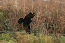 Rook photographed at Tielles [TIE] on 19/10/2020. Photo: © Rod Ferbrache