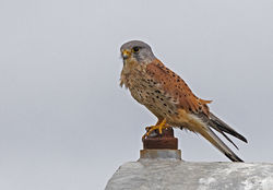 Kestrel photographed at Rue des Bergers [BER] on 29/10/2020. Photo: © Mike Cunningham