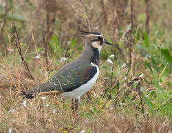 Lapwing photographed at Claire Mare [CLA] on 30/10/2020. Photo: © Mike Cunningham