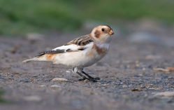 Snow Bunting photographed at Fort Le Marchant on 31/10/2020. Photo: © Anthony Loaring