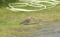 Hoopoe photographed at Rocque Poisson [ROQ] on 7/11/2020. Photo: © Mark Lawlor