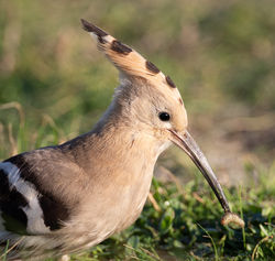 Hoopoe photographed at Rocquaine [ROC] on 8/11/2020. Photo: © Dave Carre