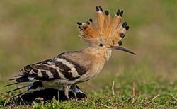 Hoopoe photographed at Rocquaine [ROC] on 8/11/2020. Photo: ©  Rockdweller