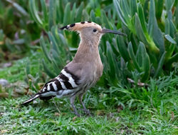 Hoopoe photographed at Rocquaine [ROC] on 10/11/2020. Photo: © Mike Cunningham
