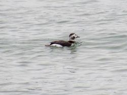Long-tailed Duck photographed at Rocquaine [ROC] on 17/11/2020. Photo: © Wayne Turner
