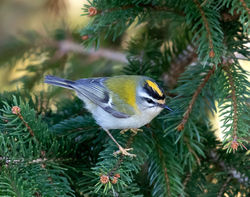 Firecrest photographed at St Peter Port [SPP] on 25/1/2021. Photo: © Mike Cunningham