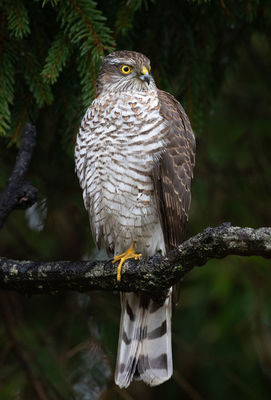 Sparrowhawk photographed at St Peter Port [SPP] on 3/2/2021. Photo: © Mike Cunningham