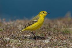 Yellow Wagtail photographed at Jaonneuse [JAO] on 24/4/2021. Photo: © Rod Ferbrache
