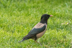 Rose-coloured Starling photographed at Lowlands on 31/5/2021. Photo: © Rod Ferbrache