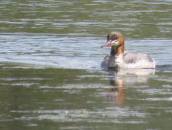 Goosander photographed at La Claire Mare NR on 10/8/2021. Photo: © Tony Bisson