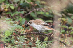 Red-backed Shrike photographed at Portinfer [POR] on 14/9/2021. Photo: © Dave Carre