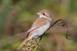 Red-backed Shrike photographed at Portinfer [POR] on 15/9/2021. Photo: © Dave Carre