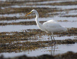 Great White Egret photographed at L'Eree [LER] on 16/10/2021. Photo: © Mike Cunningham