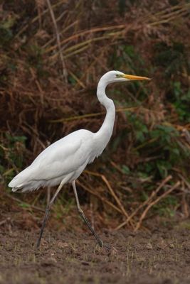 Great White Egret photographed at Rue des Hougues, STA [H04] on 25/10/2021. Photo: © Rod Ferbrache