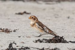 Snow Bunting photographed at Richmond [RIC] on 26/10/2021. Photo: © Rod Ferbrache